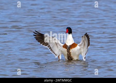 Gemeine Wildente (Tadorna tadorna) erwachsener Männchen im Zuchtgefieder, der beim Schwimmen im See Flügel schlägt Stockfoto