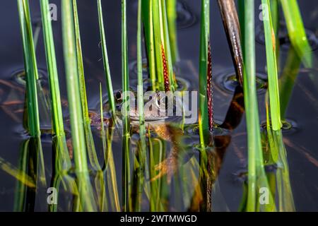 Europäischer gemeiner Frosch / Braunfrosch / Grasfrosch (Rana temporaria), der während der Brutsaison im Frühjahr zwischen der aquatischen Vegetation im Teich schwimmt Stockfoto