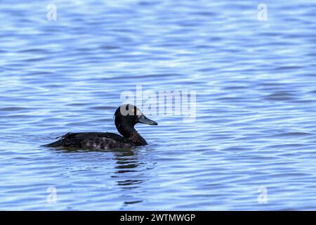 Getuftete Ente / getuftete Pochard (Aythya fuligula / Anas fuligula) erwachsenes weibliches Schwimmen im See Stockfoto