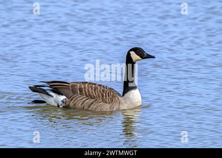 Kanadische Gans / Kanadische Gans (Branta canadensis) schwimmen im See Stockfoto