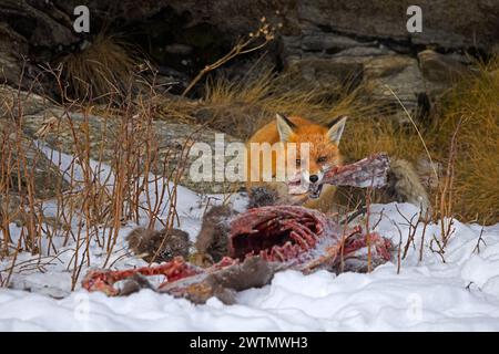 Fuchsfänger (Vulpes vulpes) fressen im Winter in den Alpen Kadaver von getöteten/verstorbenen Gämsen im Schnee Stockfoto