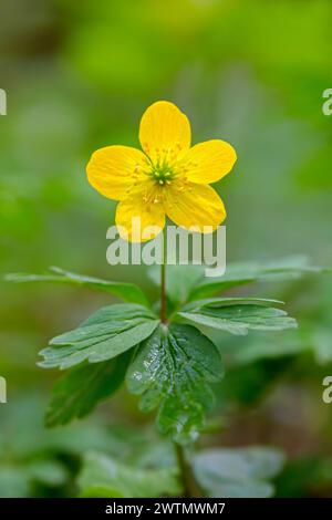 Gelbe Holzanemone / Buttercup Anemone (Anemone ranunculoides / Anemanthus ranunculoides) in Blüte im Wald im Frühjahr Stockfoto