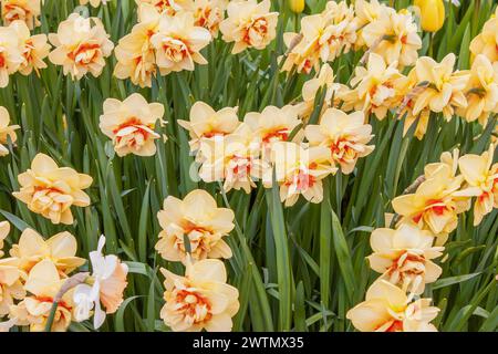 Gelbe Narzissen im Keukenhof Park in den Niederlanden Stockfoto