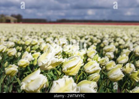 Weiße Tulpen mit zarten Blütenblättern im Wind auf einem Feld in den Niederlanden. Stockfoto