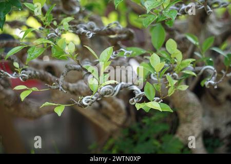 Ficus microcarpa (Ficus malacocarpa, chinesisches Banyan, malayisches Banyan, indischer Lorbeer, Vorhangfeige, Gajumaru, Kimeng). Diese Pflanze wird traditionell als verwendet Stockfoto