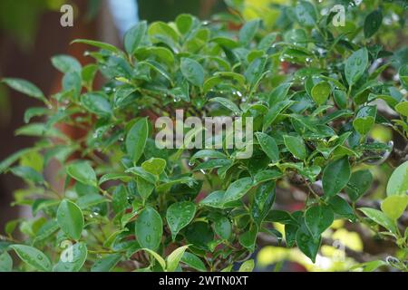 Ficus microcarpa (Ficus malacocarpa, chinesisches Banyan, malayisches Banyan, indischer Lorbeer, Vorhangfeige, Gajumaru, Kimeng). Diese Pflanze wird traditionell als verwendet Stockfoto