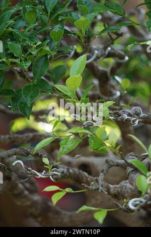 Ficus microcarpa (Ficus malacocarpa, chinesisches Banyan, malayisches Banyan, indischer Lorbeer, Vorhangfeige, Gajumaru, Kimeng). Diese Pflanze wird traditionell als verwendet Stockfoto