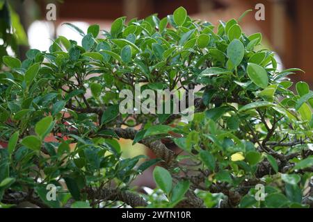 Ficus microcarpa (Ficus malacocarpa, chinesisches Banyan, malayisches Banyan, indischer Lorbeer, Vorhangfeige, Gajumaru, Kimeng). Diese Pflanze wird traditionell als verwendet Stockfoto