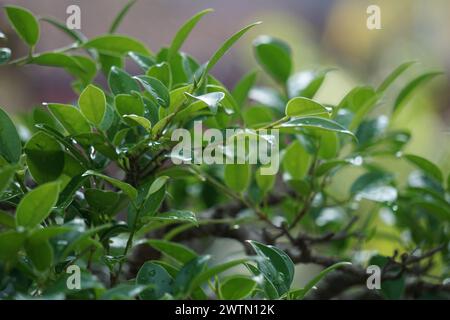 Ficus microcarpa (Ficus malacocarpa, chinesisches Banyan, malayisches Banyan, indischer Lorbeer, Vorhangfeige, Gajumaru, Kimeng). Diese Pflanze wird traditionell als verwendet Stockfoto