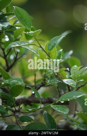 Ficus microcarpa (Ficus malacocarpa, chinesisches Banyan, malayisches Banyan, indischer Lorbeer, Vorhangfeige, Gajumaru, Kimeng). Diese Pflanze wird traditionell als verwendet Stockfoto