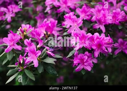 Violette Blüten und Knospen von Rhododendron, verschwommener Hintergrund Stockfoto