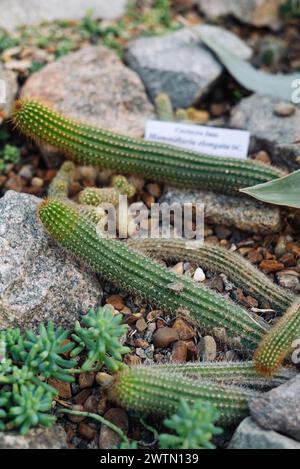 Goldspitzenkaktus oder Ladyfinger cactus (Mammillaria elongata) eine blühende Pflanze aus der Familie der kaktusgewächse. Stockfoto