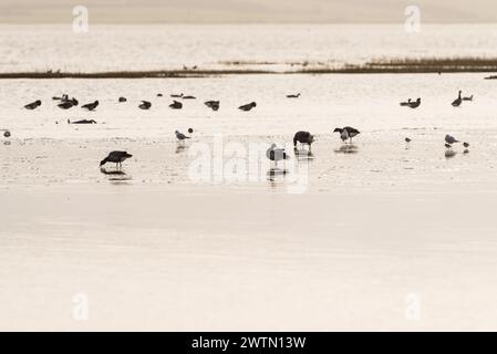 Auf der Suche nach Brent-Gänsen (Branta bernicla) in Leigh on Sea, Essex Stockfoto