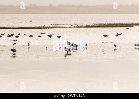 Auf der Suche nach Brent-Gänsen (Branta bernicla) in Leigh on Sea, Essex Stockfoto