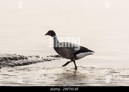 Auf der Suche nach Brent-Gänsen (Branta bernicla) in Leigh on Sea, Essex Stockfoto