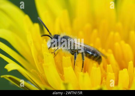 Natürliche Nahaufnahme der männlichen Rotbauchbiene, Andrena ventralis in einer gelben Löwenzahnblume, Taraxacum officinale Stockfoto