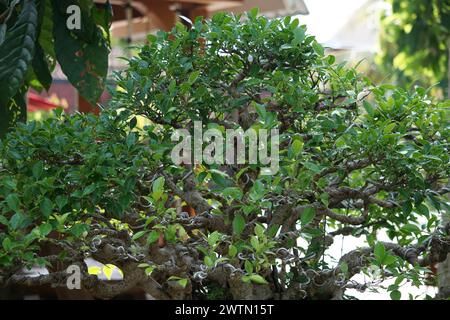 Ficus microcarpa (Ficus malacocarpa, chinesisches Banyan, malayisches Banyan, indischer Lorbeer, Vorhangfeige, Gajumaru, Kimeng). Diese Pflanze wird traditionell als verwendet Stockfoto