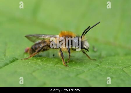 Detaillierte Nahaufnahme einer bunten männlichen Tawny-Bergbaubiene, Andrena fulva, auf einem grünen Blatt Stockfoto