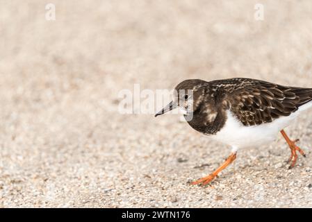 Walking Turnstone (Arenaria Interpres) in Leigh on Sea, Essex Stockfoto