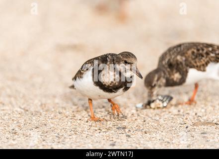 Stehende Turnstone (Arenaria Interpres) in Leigh on Sea, Essex Stockfoto