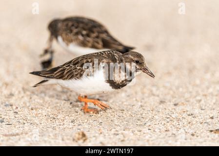 Stehende Turnstone (Arenaria Interpres) in Leigh on Sea, Essex Stockfoto