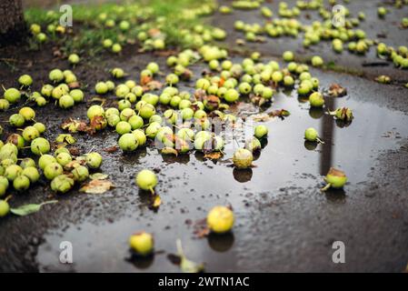 Gefallene Äpfel liegen in einer Pfütze auf dem Boden. Regnerisches Herbstwetter. Stockfoto