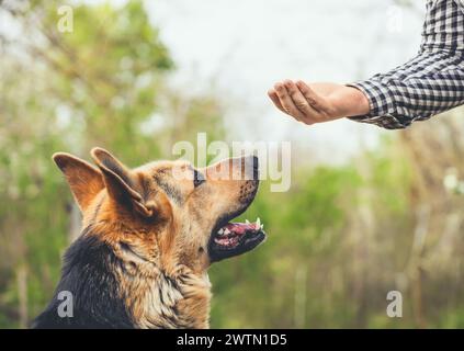 Der ausgebildete Deutsche Schäferhund führt die Übung durch. Stockfoto