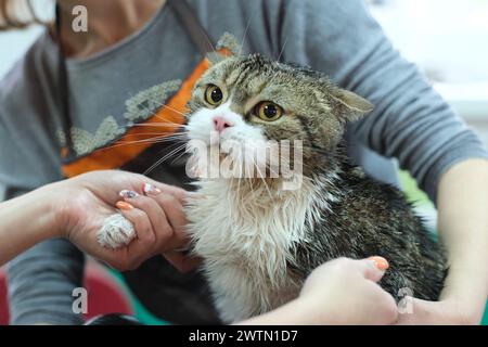 Eine Frau, die eine Katze mit offenem Mund hält, in diesem offenen Moment der Interaktion zwischen Mensch und Haustier. Stockfoto