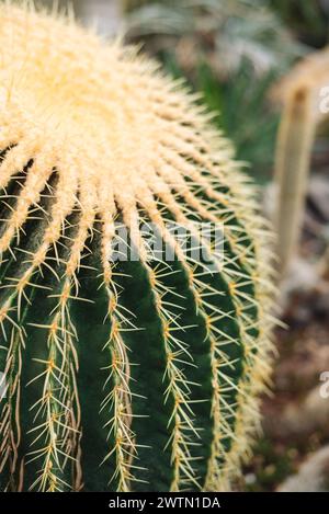 Echinocactus grusonii, der goldene Fasskaktus, der goldene Ball oder das Kissen der Schwiegermutter, ist eine bekannte Kaktusart. Stockfoto