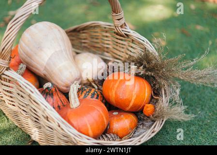 Korb voller reifer Mini-Kürbisse in einem herbstlichen Garten, bedeckt mit gefallenen Blättern. Grünes Gras. Stockfoto