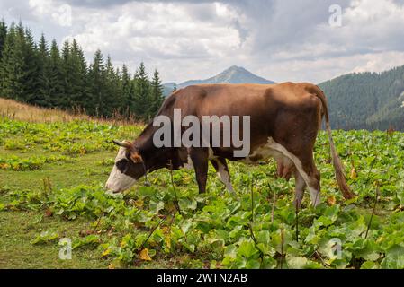 Kuh auf Bergweide am Sommer suny Day. Herrlicher Sommerblick auf die Berge. Fantastische Sommerszene der Karpaten, Ukraine Stockfoto