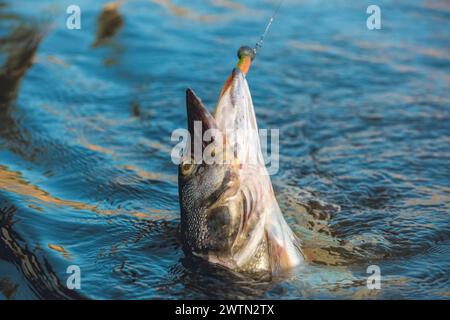 Fischhecht, gefangen an einem Haken in einem Süßwasserteich. Stockfoto