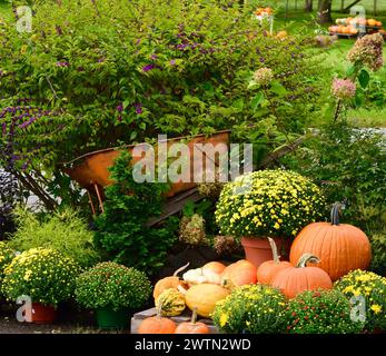 Eine Schubkarre gefüllt mit Kürbissen in einem Garten Stockfoto