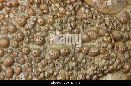 Hinten an der Kröte aga Nahaufnahme. Stockfoto