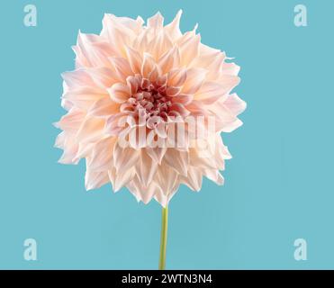 Nahaufnahme einer lebendigen Dahlienblume vor einem farbenfrohen Hintergrund. Die komplizierten Blütenblätter und lebendigen Farbtöne schaffen eine atemberaubende und künstlerische Blumenkomposition Stockfoto