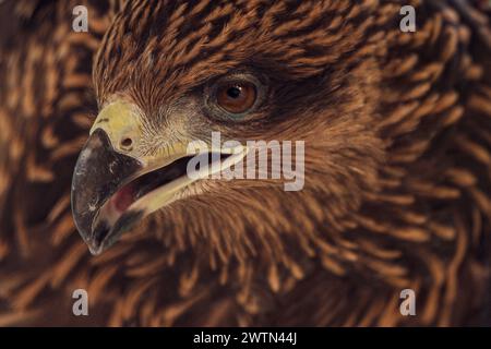 Eine Nahaufnahme eines schönen goldenen Adlergesichts Stockfoto