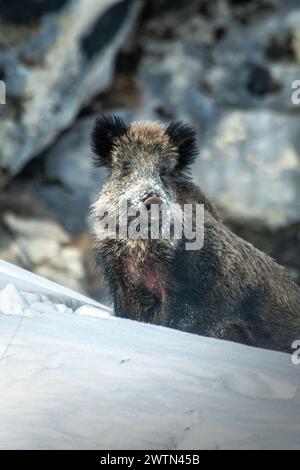 Großes Wildschwein - Sus scrofa - mit Blick auf tiefen Schnee vor verschwommenem Hintergrund der Felswände an einem Wintermorgen in den italienischen Alpen. Wildschwein mit schneebedecktem Snou Stockfoto