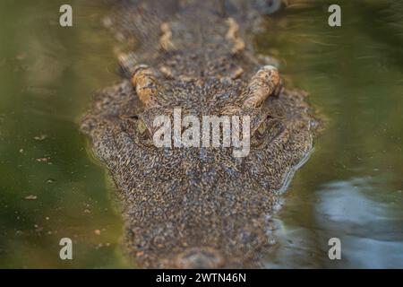 Eine Nahaufnahme eines Alligatorenkopfes, der in Seewasser getaucht ist Stockfoto