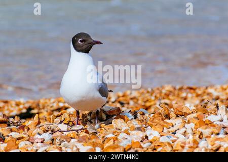 Schwarzkopfmöwe. Cowes, Isle of Wight, England, Vereinigtes Königreich, Europa Stockfoto