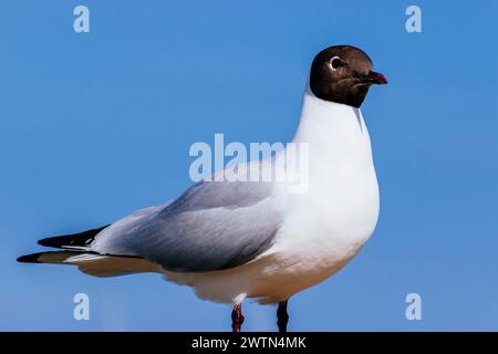 Schwarzkopfmöwe. Cowes, Isle of Wight, England, Vereinigtes Königreich, Europa Stockfoto