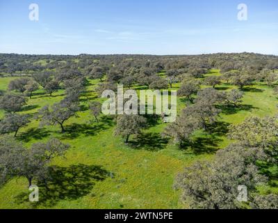 Aus der Vogelperspektive sehen Sie Korkeichen auf der Weide der Provinz Huelva, Andalusien, Spanien, mit grünen Wiesen Stockfoto