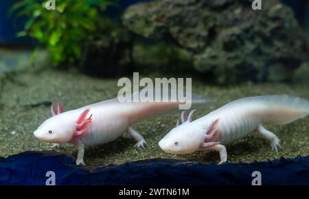 Axolotl Aquarium, Salamander, Natur, Aquarium süße Axolotl exotische Aquarientiere Stockfoto