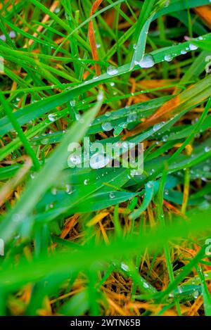 Regentropfen auf dem Gras nach der Regenperücke grün und braun Grashalme Stockfoto