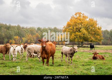 Herbstlandschaft mit Rindern. Kühe mit Kälbern im Herbst auf Gras. Stockfoto