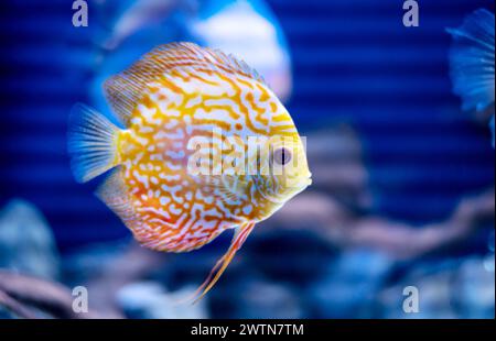 Diskusfische im Aquarium, tropische Fische. Symphysodon disus vom Amazonasfluss. Blauer Diamant, Schlangenhaut, rotes Türkis und mehr. Stockfoto