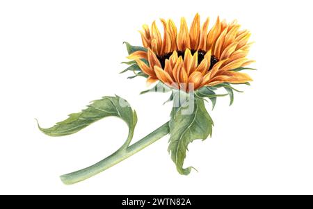 Sonnenblume am Stiel mit grünen Blättern. Wilde gelbe Pflanze auf dem Feld. Blumenkopf, Blatt. Rustikaler Stil. Sommerblüte. Aquarellabbildung für Karte Stockfoto