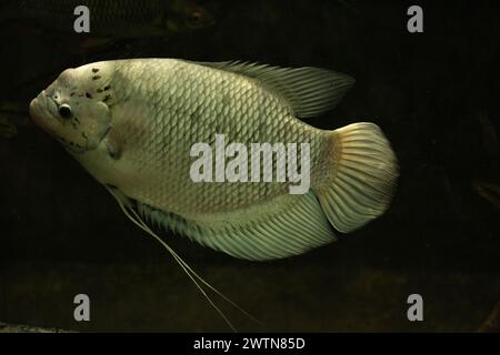 Riesenfische, die im Aquarium unter Wasser schwimmen Stockfoto