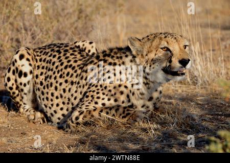 Ein Gepard in der namibischen Kalahari. In Namibia lebt ein Drittel der weltweiten Gepard-Population. Ein Jeetha in der namibischen Kalahari - wo einer Stockfoto