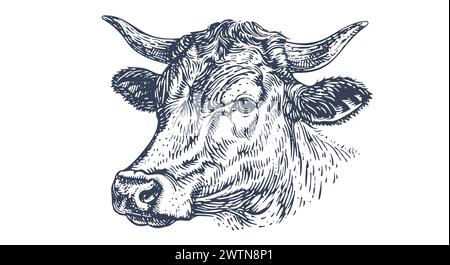 Kuh, Stier, Rindfleisch. Vintage-Retro-Druck, schwarz-weiße Kuh, Stier, Rindfleisch Sketch-Tinte Bleistiftzeichnung, Gravur Old School. Skizzieren Sie Bildmaterial Silhouette Kopf Kuh. Seitenansicht des Rinderbullen. Vektorabbildung Stock Vektor