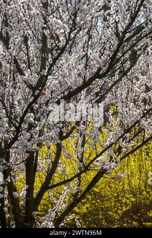 Frühjahrs Weiße Blüten Zweige Prunus Baum Blühende Gartenblumen Gelb Weiße Zweige Blühender Sträucher Forsythia März Frühling Stockfoto